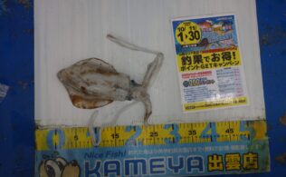 2025.11.12　平田　アオリイカ