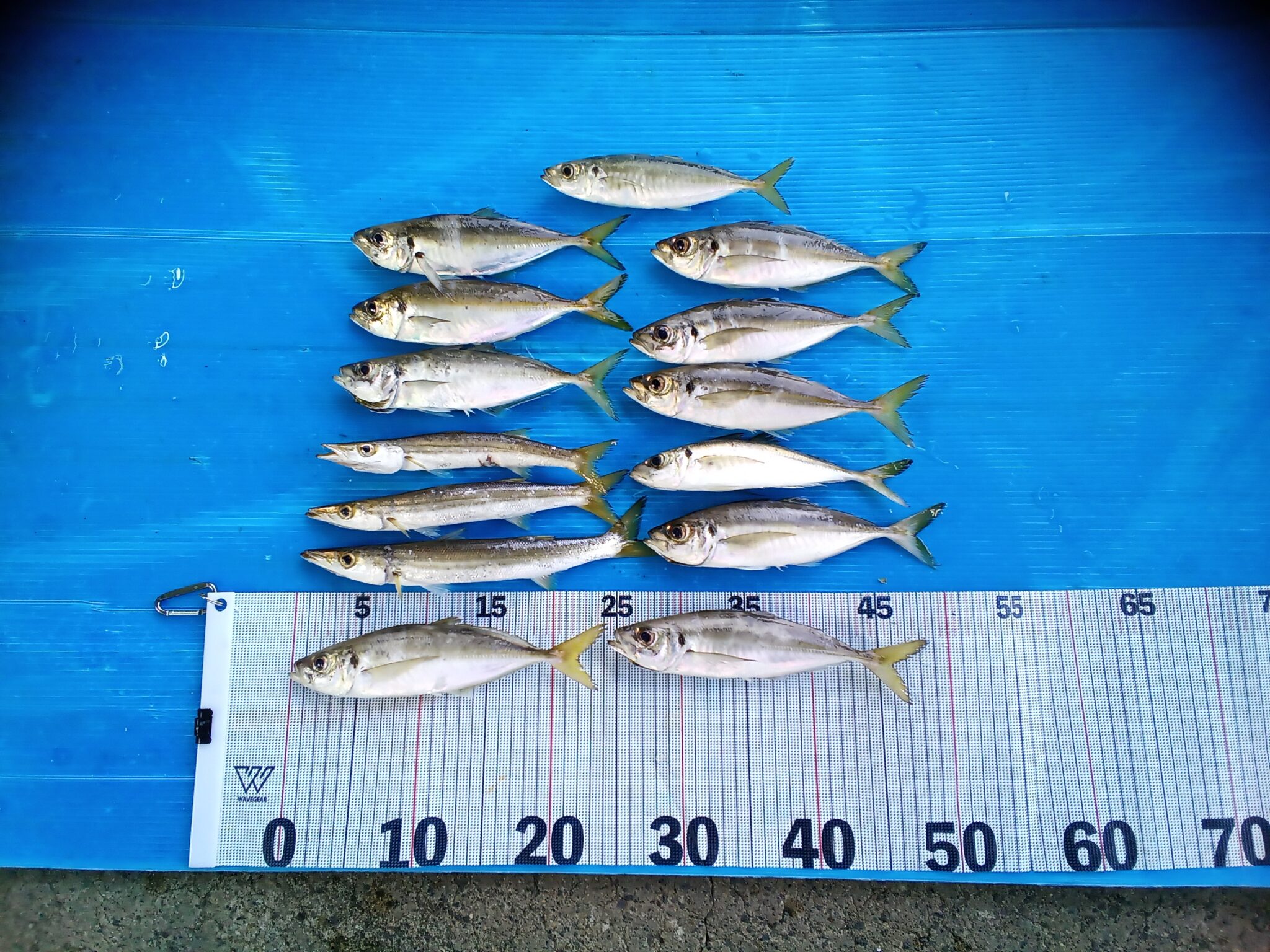 マアジ20～25㎝＆カマス25cm | かめや釣具