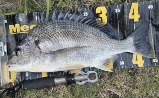 2025.11.12 神西湖　キビレ