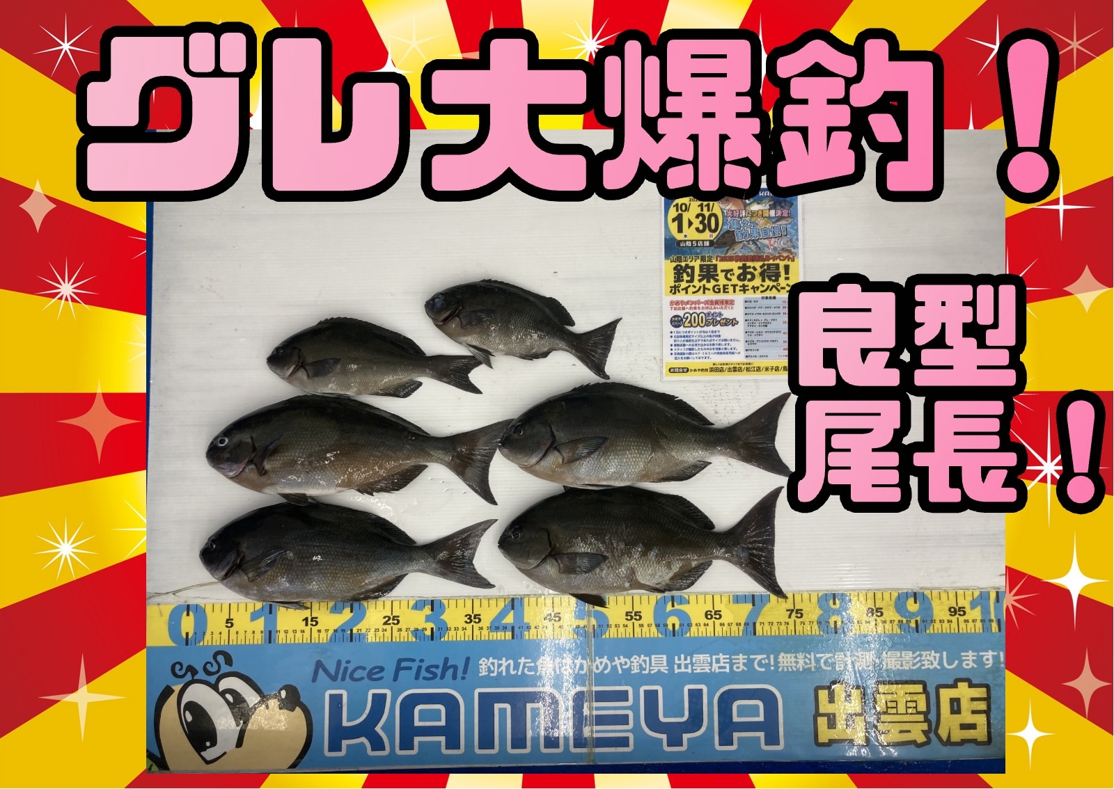 2025.11.23 平田 グレ | かめや釣具