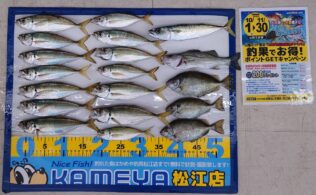 2025・11・13　アジ　サバ　セイゴ　アイゴ　夢みなとタワー