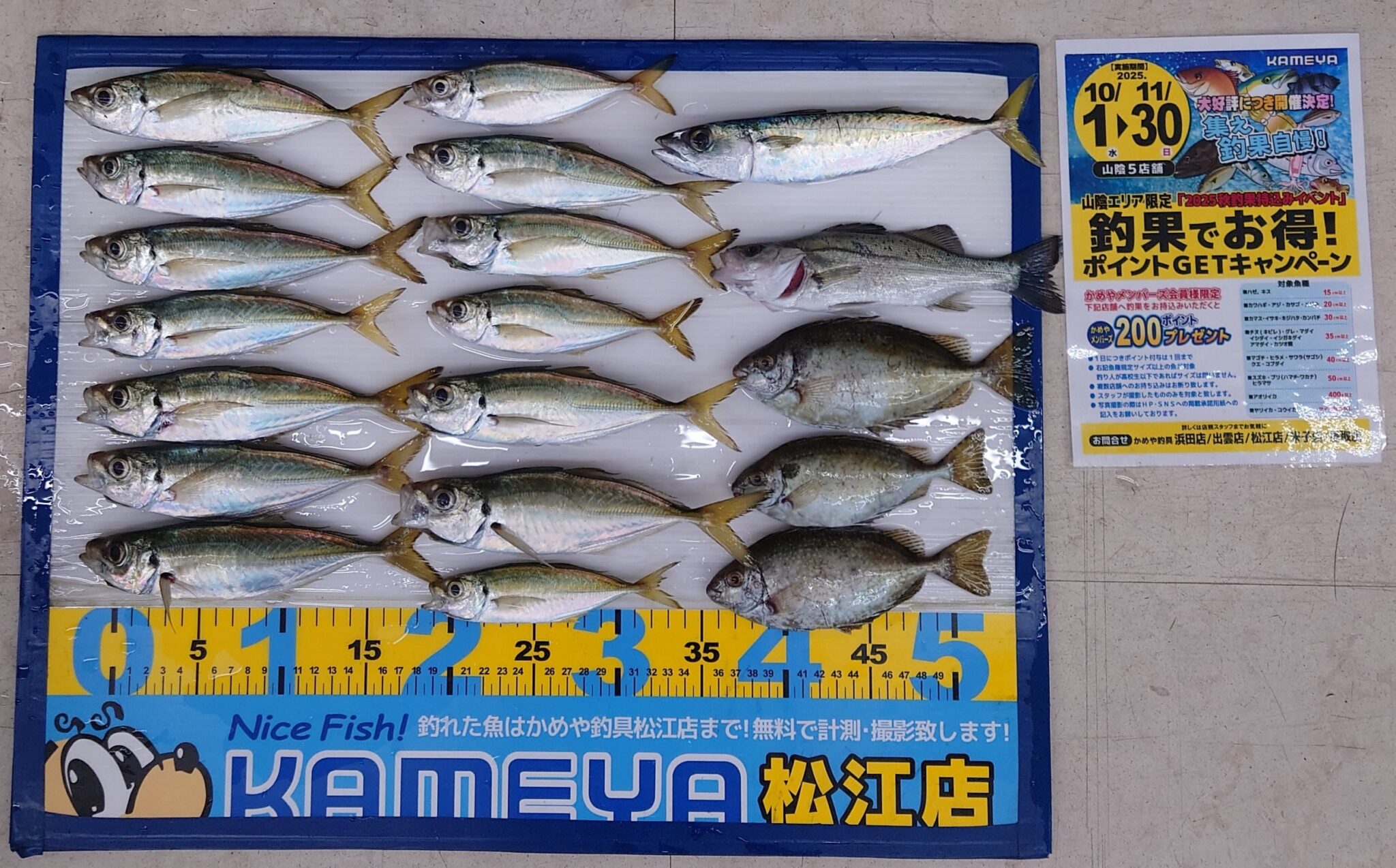 2025・11・13 アジ サバ セイゴ アイゴ 夢みなとタワー | かめや釣具