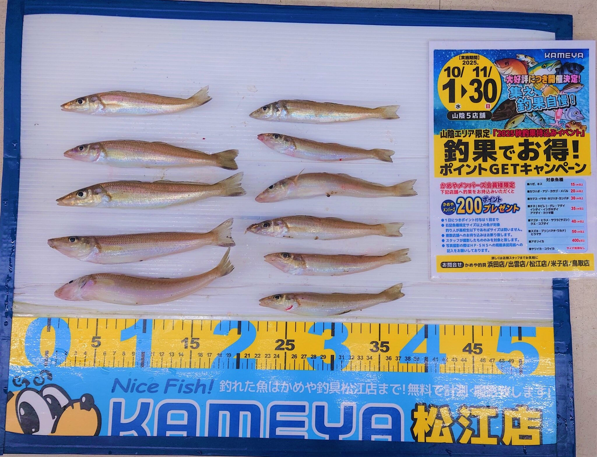 2025.11.27 境水道 キス | かめや釣具