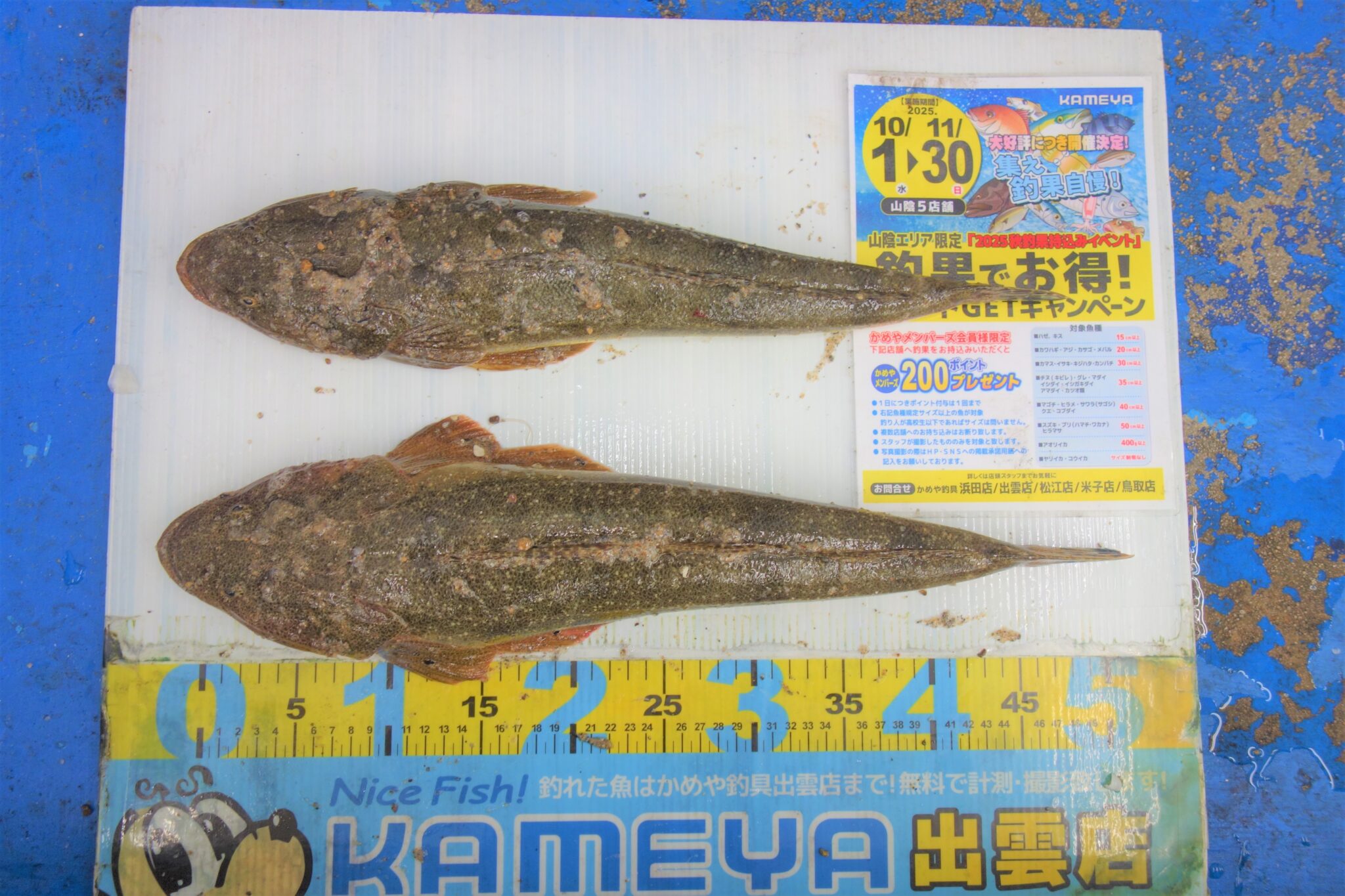 2025.11.7 神戸川サーフ マゴチ | かめや釣具