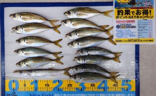 2025.11.13 アジ 夢みなと アジングにて