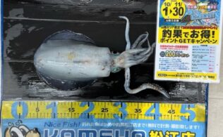 2025.11.12　アオリイカ　御津