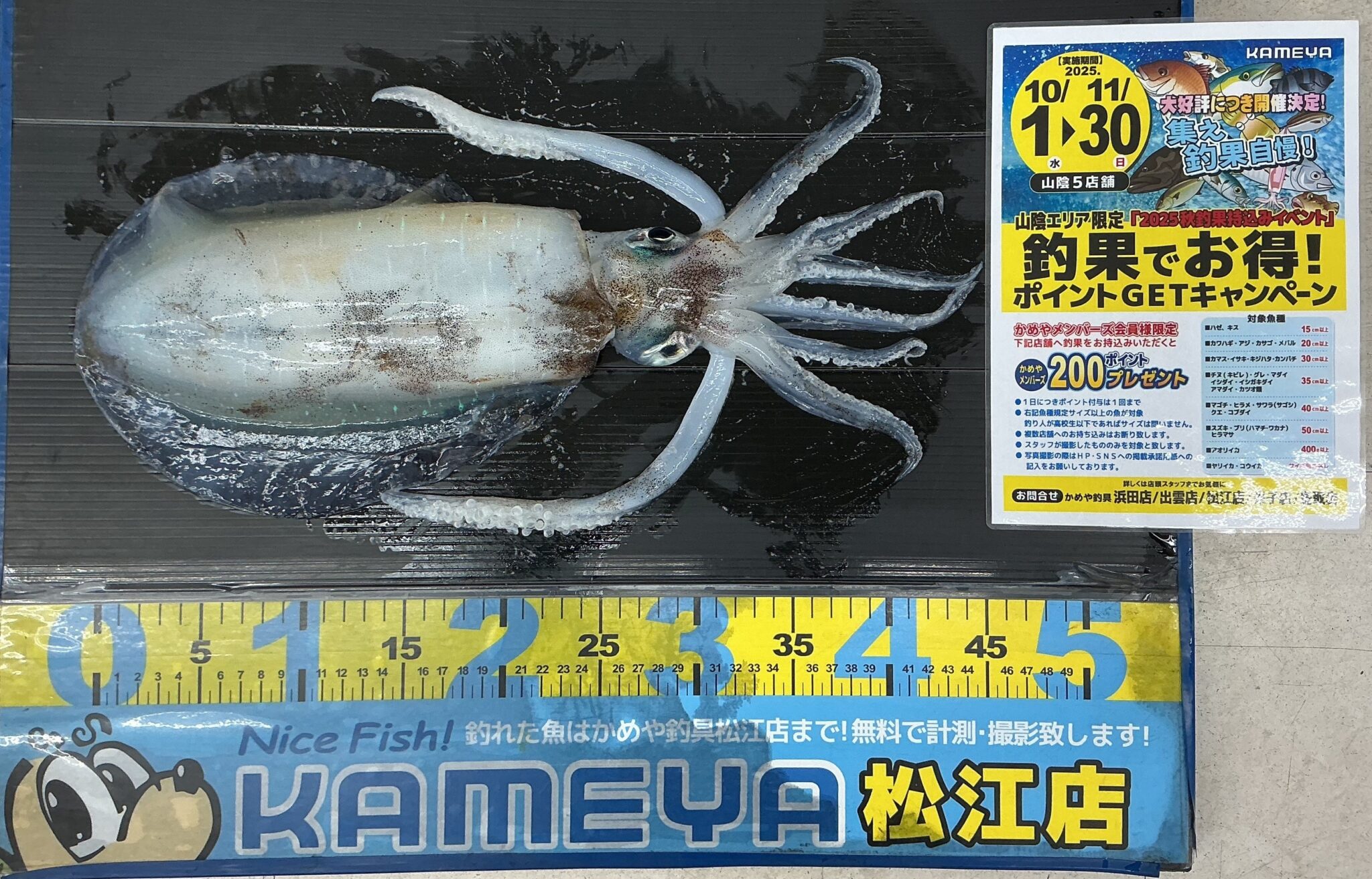 2025.11.8 アオリイカ 島根半島 | かめや釣具