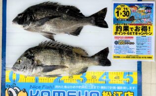 2025.11.13　境方面　チヌ