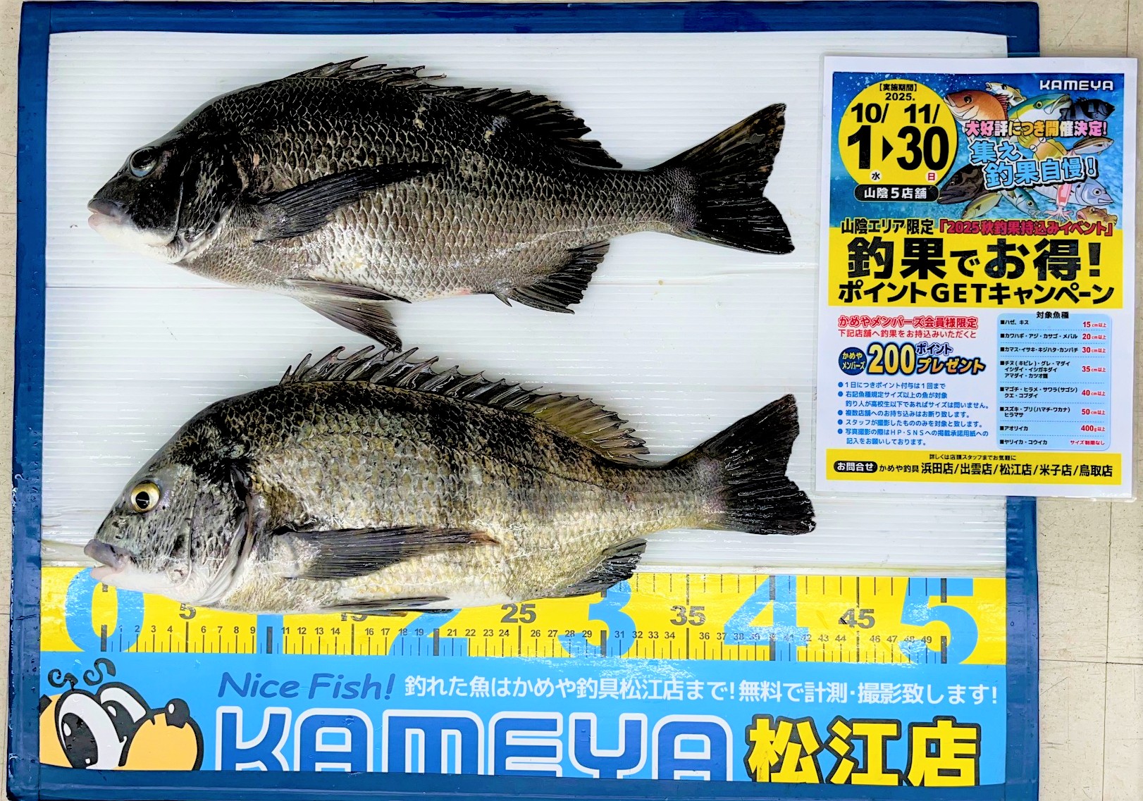 2025.11.13 境方面 チヌ | かめや釣具