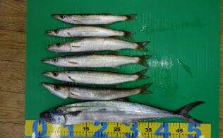 波止　ジグサビキ　カマス&サゴシ