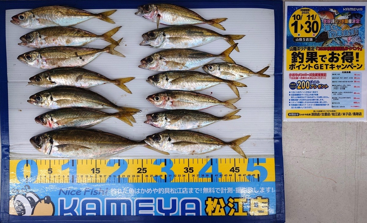 2025.11.27 アジ 島根半島 サビキ釣り | かめや釣具