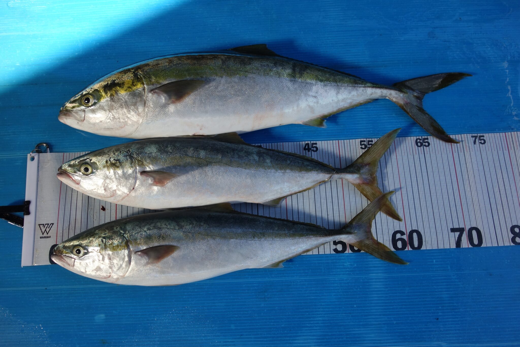 ハマチ ルアー釣り!! | かめや釣具