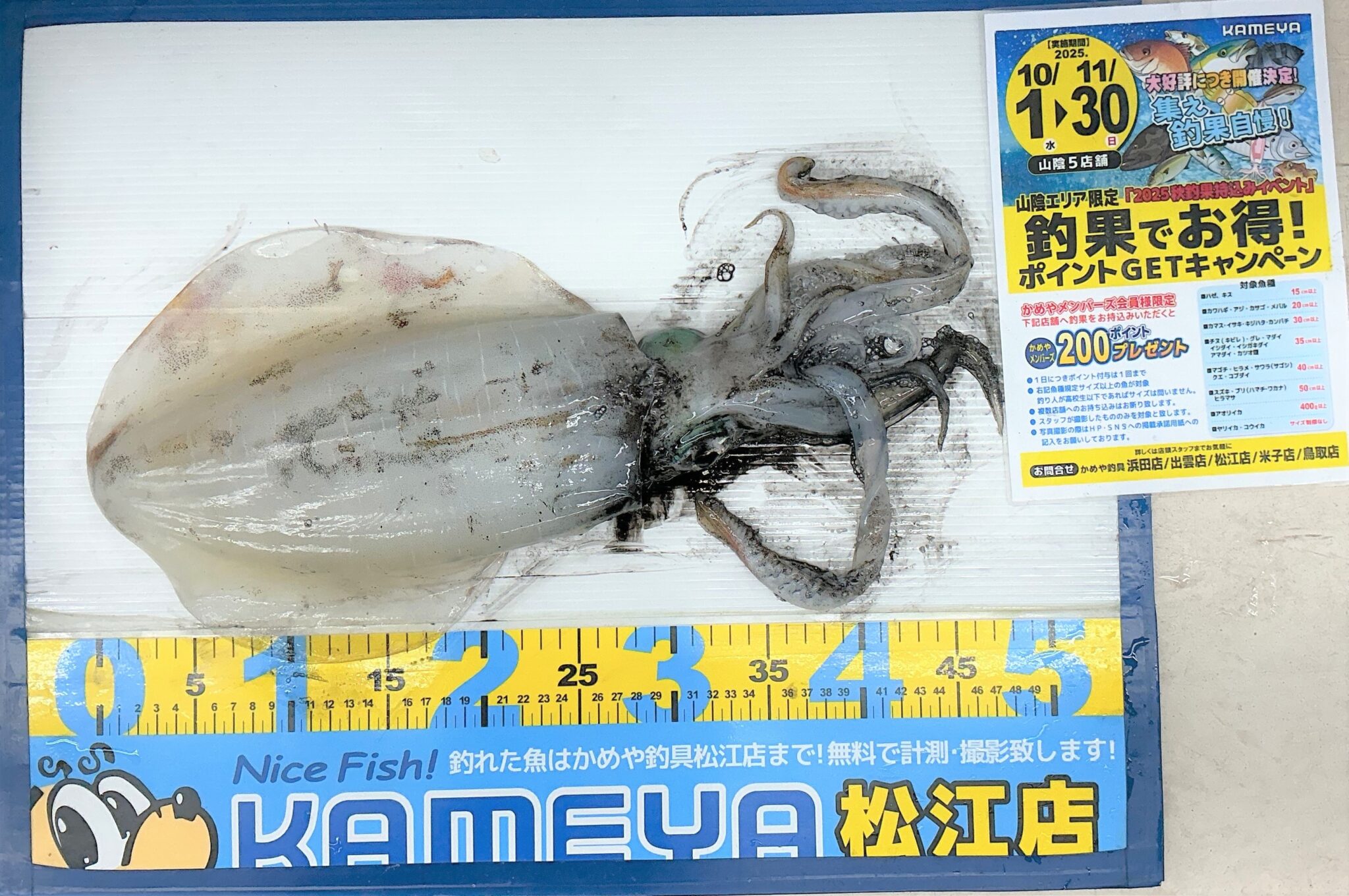 2025.11.16 アオリイカ 加賀漁港 | かめや釣具