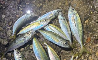 兵庫県波止　サビキアジ
