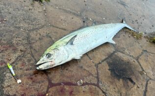 県東部　波止　サワラ