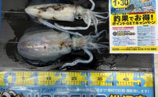 2025.11.12　恵曇漁港　アオリイカ