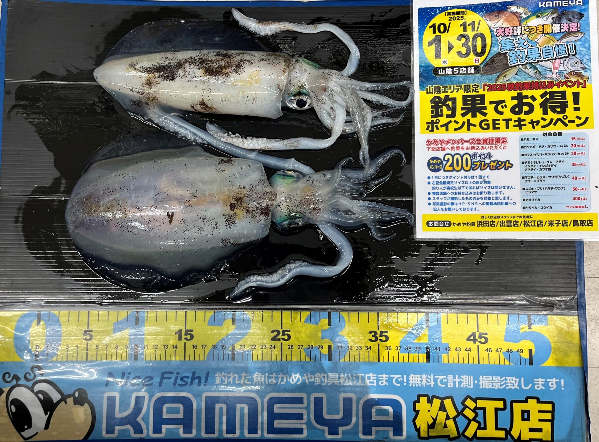 2025.11.12 恵曇漁港 アオリイカ | かめや釣具