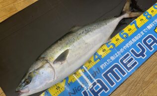 鳥取沖ジギング　ブリ