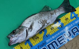 県東部サーフ　シーバス　