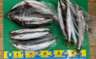 波止ジグサビキ　カマス