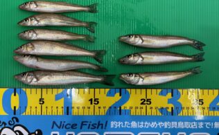 港内ちょい投げ　キス