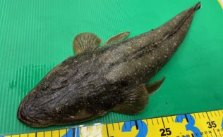 東部サーフ　マゴチ