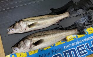 河口　シーバス