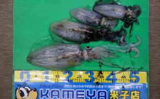 アオリイカ　島根半島　１１０４