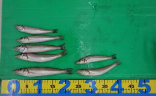 キス　境水道　1108