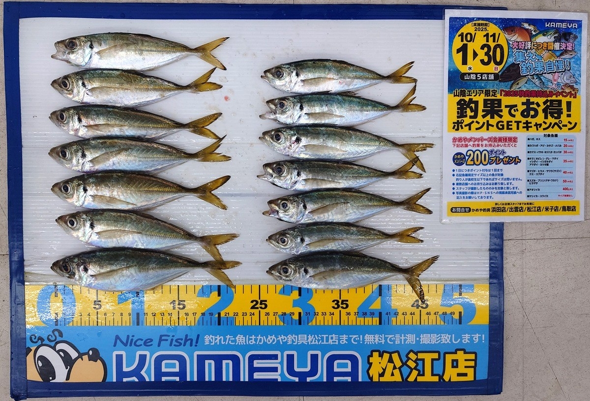 2025.11.29 アジ 美保湾 サビキ釣り | かめや釣具