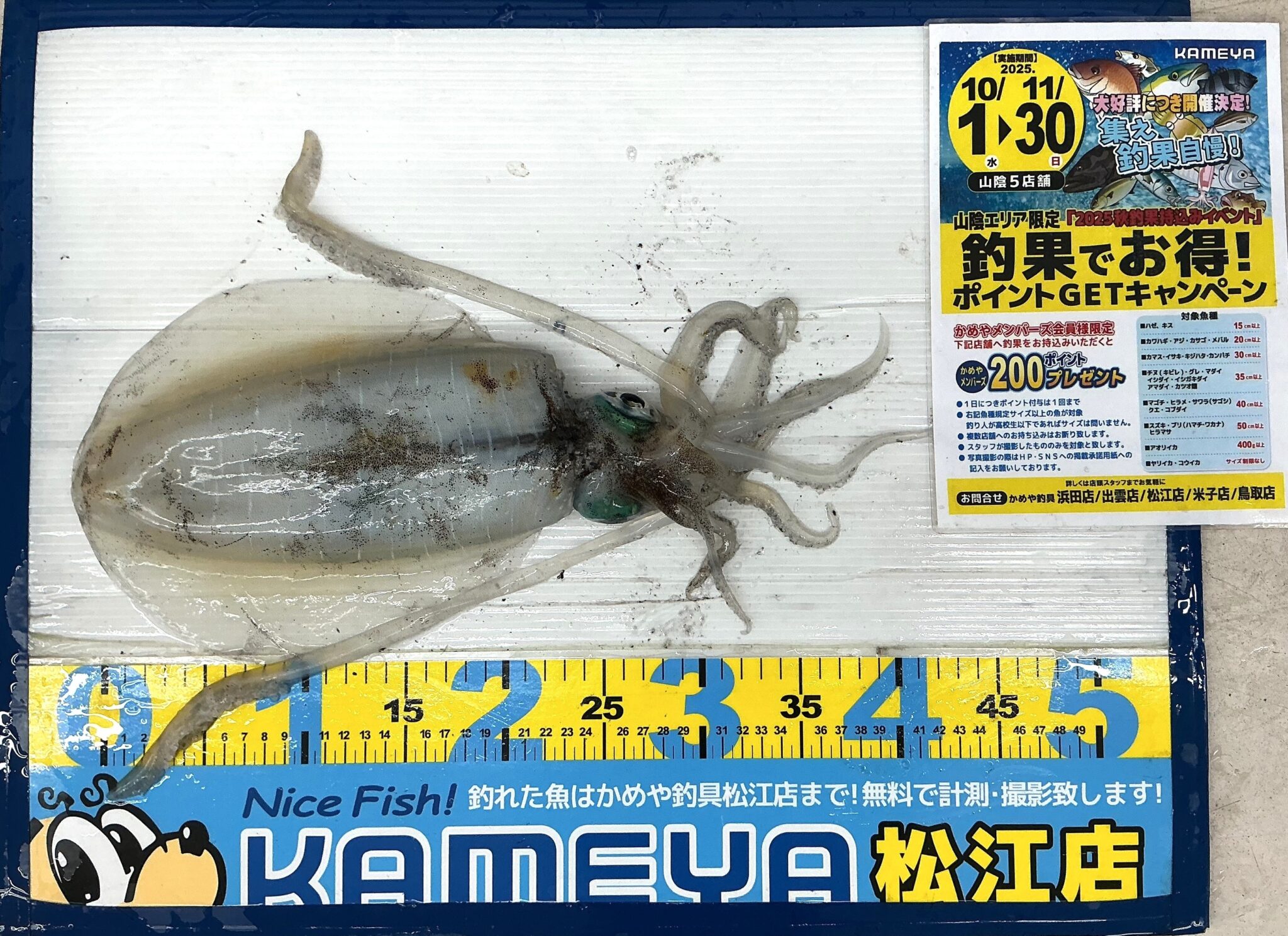 2025.11.24 アオリイカ 野井漁港 | かめや釣具