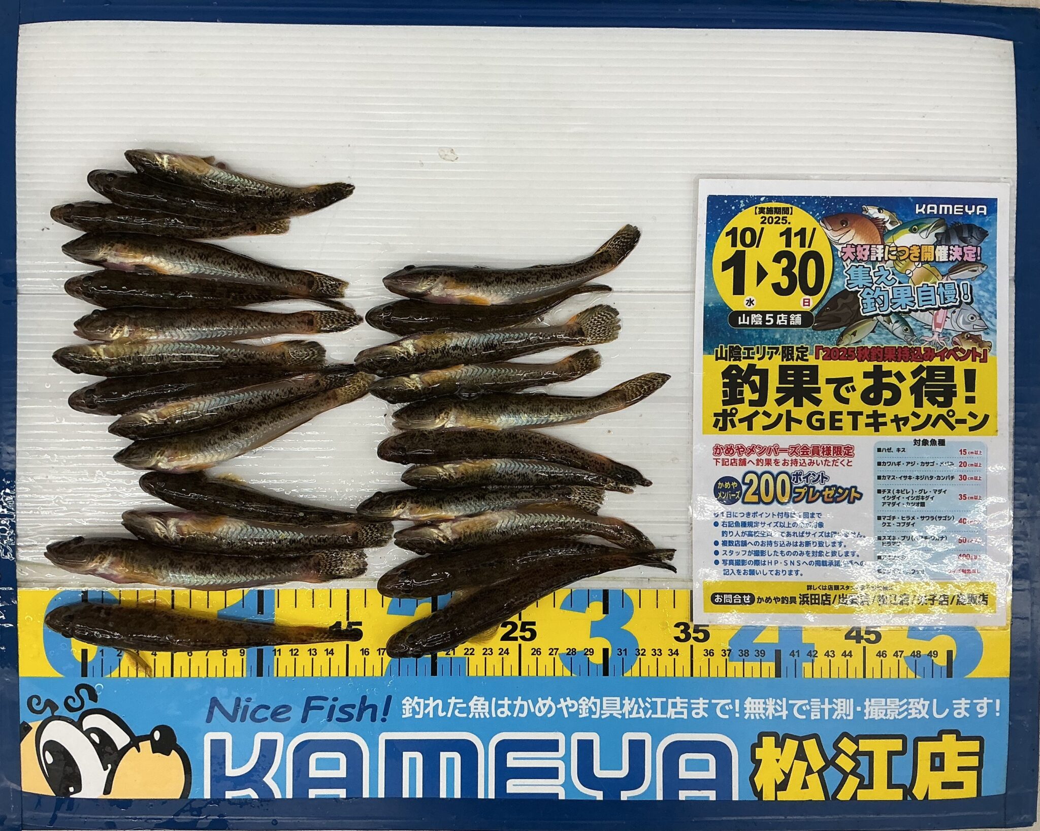 2025.11.26 宍道湖 穴釣り | かめや釣具