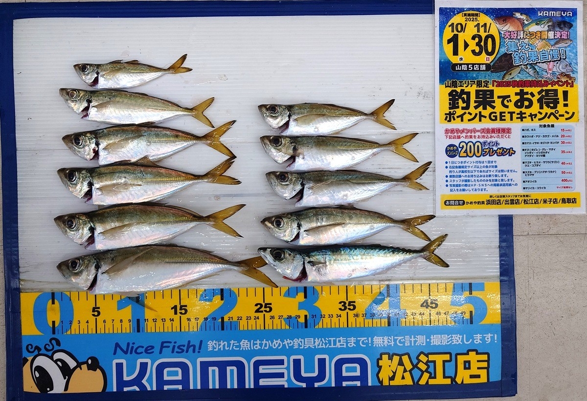 2025.11.19 アジ サバ 夢みなと | かめや釣具