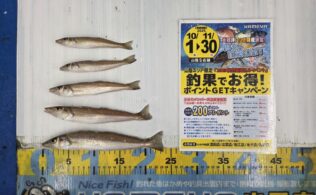 2025.11.13 十六島北浜護岸　キス