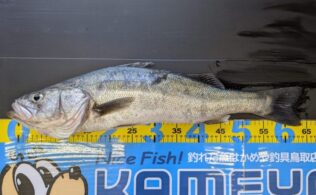 東部サーフ　シーバス