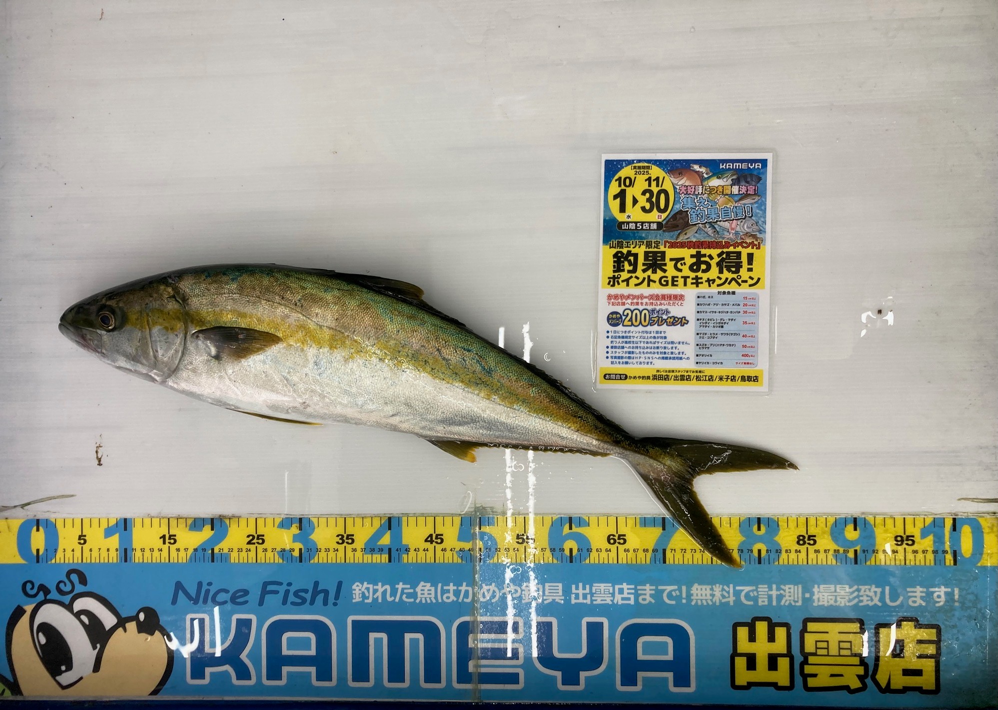 2025.11.20 日御碕 ヒラマサ | かめや釣具