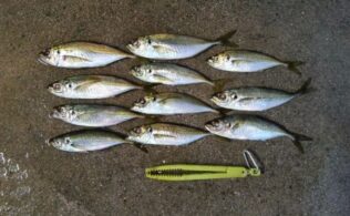 2025.11.14　　境港　アジ