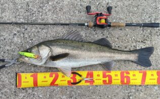 2055.11.14  　シーバス　大橋川