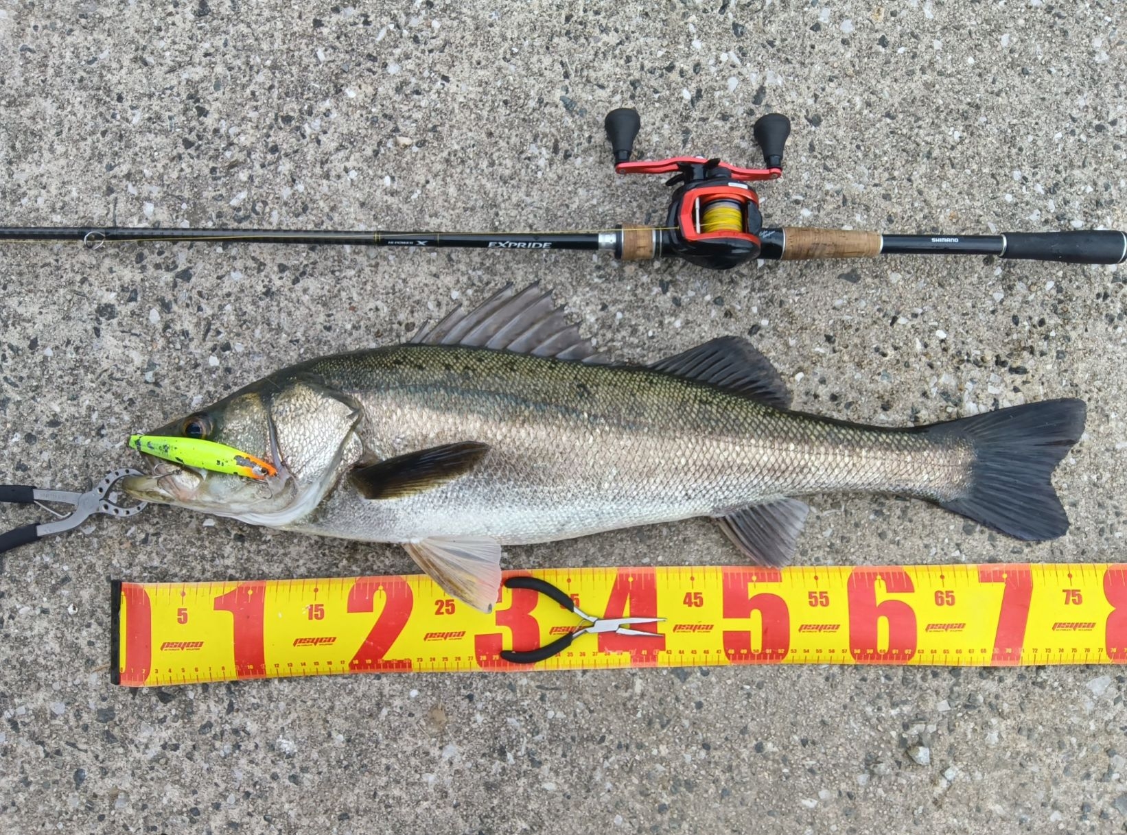 シーバス最盛期ですよ～(^O^)／ | かめや釣具