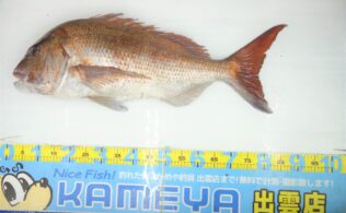 2025.12.19　平田地磯　真鯛