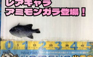 2025.12.13　河下港　アミモンガラ