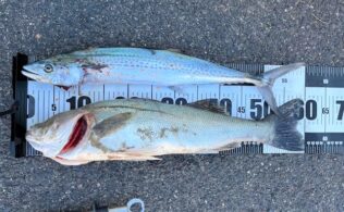 スズキとサゴシ