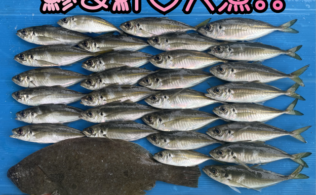 鮃がきました‼