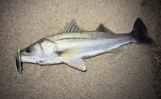 2025.12.11 大社サーフ　シーバス