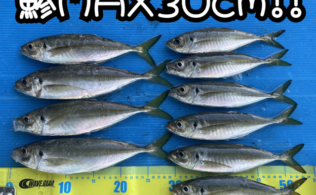 ＊30㎝級アジ＊