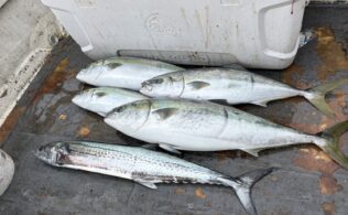 2025.12.13 大社沖　寒鰤