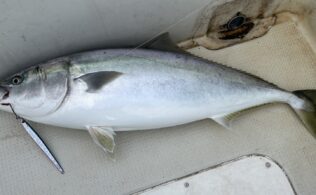 2025.12.20　大社沖　寒鰤