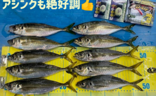 連日絶好調アジ！