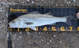 2025.12.23 差海サーフ　シーバス