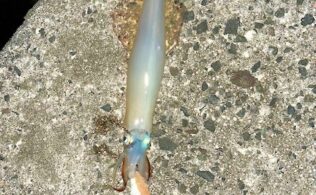 今シーズン初ヤリイカ
